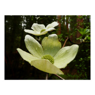 Poster Dogwoods et séquoias dans le parc national Yosemit
