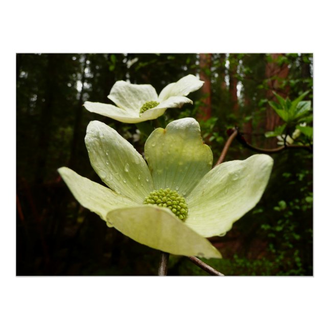 Poster Dogwoods et séquoias dans le parc national Yosemit (Devant)