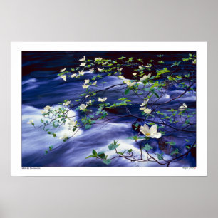 Poster Dogwoods sur Merced River Yosemite