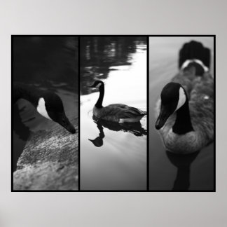 Poster d'oies