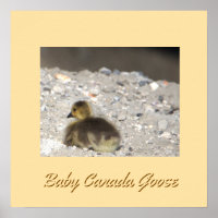 Poster d'oies de Baby Canada