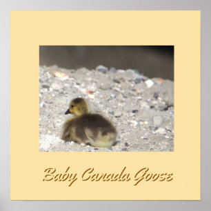Poster d'oies de Baby Canada