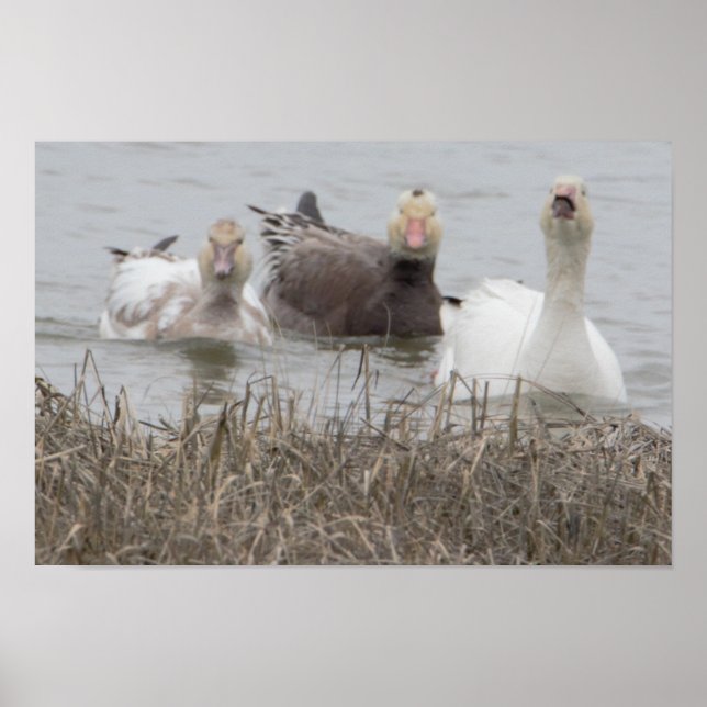 Poster d'oies des neiges (Devant)