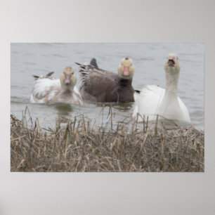 Poster d'oies des neiges