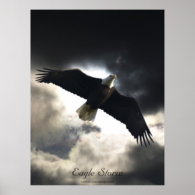 Poster d'oiseau d'aigle chauve (Devant)