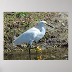 Poster d'oiseau d'aigrette blanc gracieux