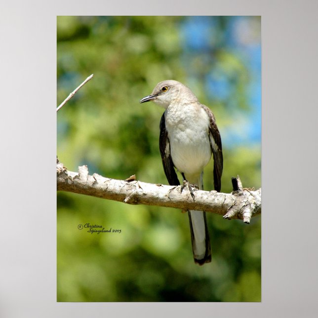 Poster d'oiseau de Mockingbird (Devant)