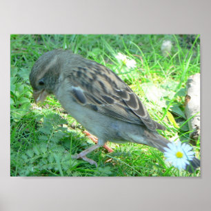 Poster d'oiseau d'Épervier