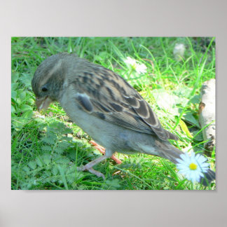 Poster d'oiseau d'Épervier