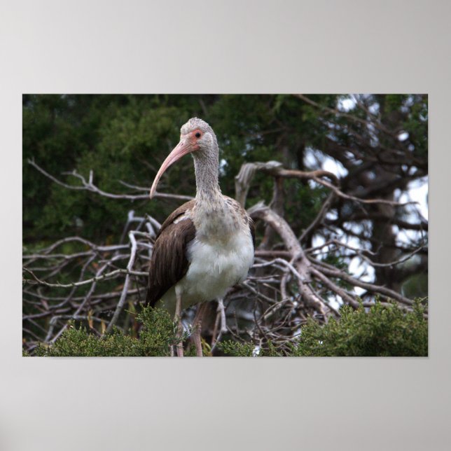 Poster d'oiseau Ibis pour mineurs (Devant)