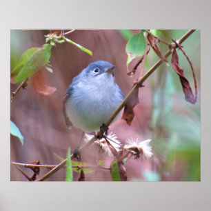 Poster d'oiseau Jardin gris bleu