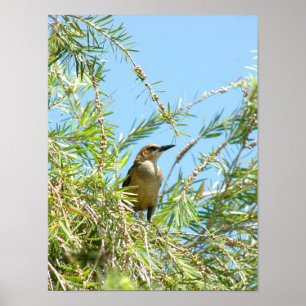 Poster d'oiseau noir