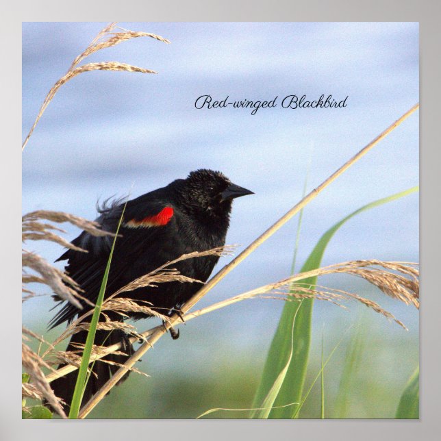 Poster d'oiseau-noir à ailes rouges (Devant)