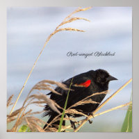 Poster d'oiseau-noir à ailes rouges