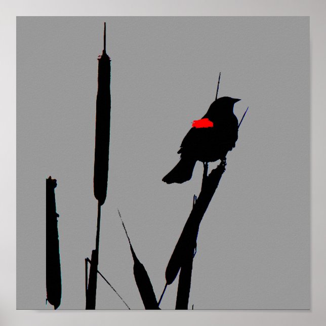 Poster d'oiseau-noir à ailes rouges (Devant)