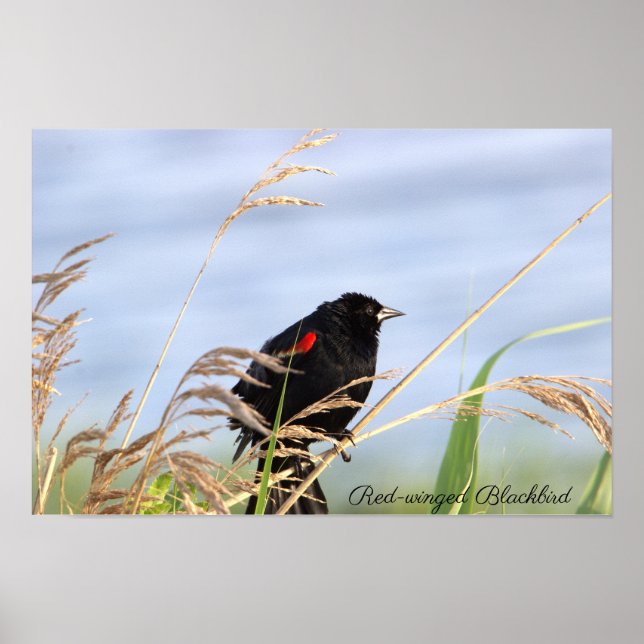 Poster d'oiseau-noir à ailes rouges (Devant)