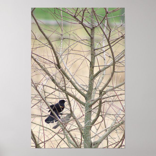 Poster d'oiseau-noir à ailes rouges (Devant)