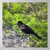 Poster d'oiseau-noir à ailes rouges