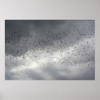Poster d'oiseaux