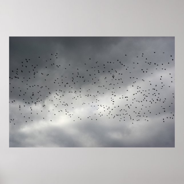 Poster d'oiseaux (Devant)
