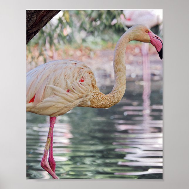 Poster d'oiseaux (Devant)