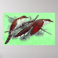 Poster d'oiseaux de cacao à bec noir et jaune