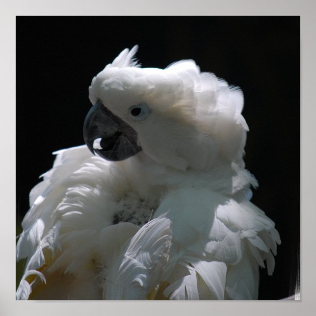 Poster d'oiseaux de Cockatoo blanc (Devant)