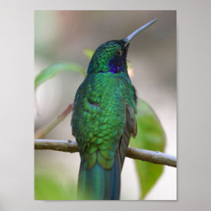 Poster d'oiseaux de Green Humming