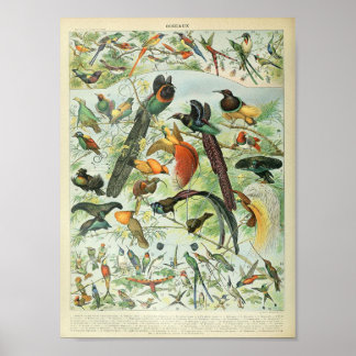 Poster d'oiseaux de la forêt tropicale vintage