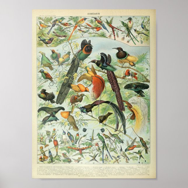 Poster d'oiseaux de la forêt tropicale vintage (Devant)