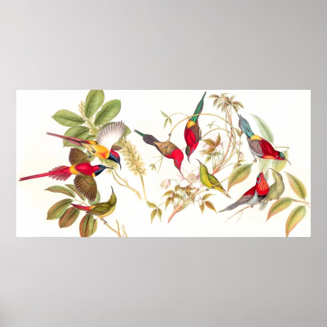 Poster d'Oiseaux de Sunbird Gould (Devant)
