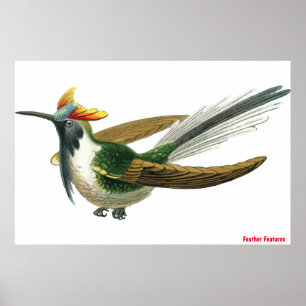 Poster d'oiseaux en plumes