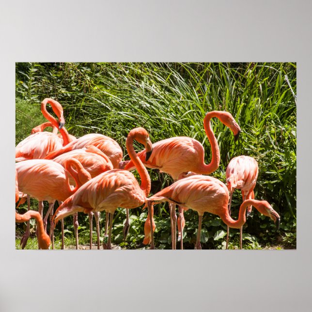 Poster d'oiseaux Flamants roses roses (Devant)