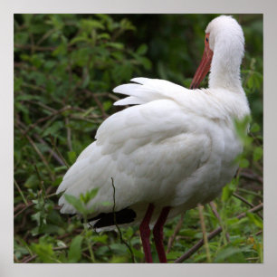 Poster d'oiseaux Ibis
