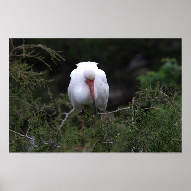 Poster d'oiseaux Ibis (Devant)