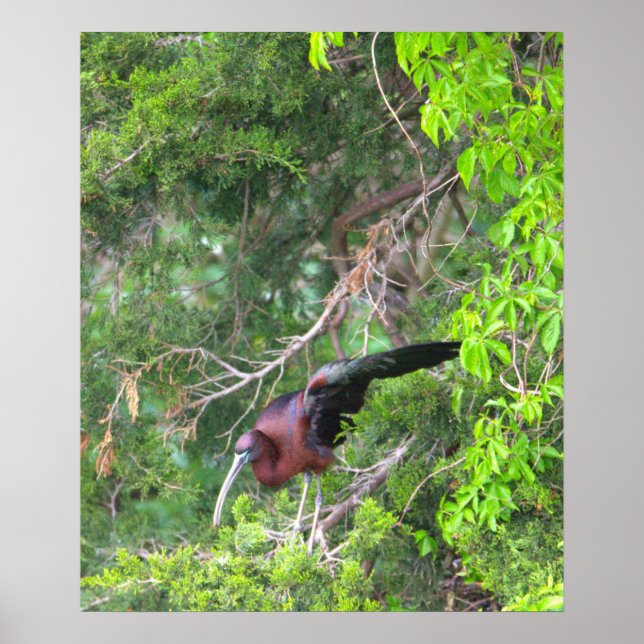 Poster d'oiseaux Ibis glacé (Devant)