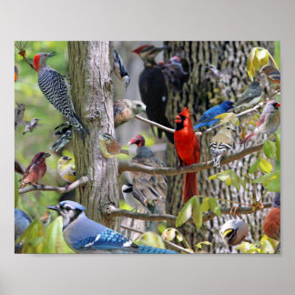 Poster d'oiseaux jardins