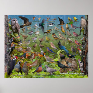 Poster d'oiseaux jardins de l'Ouest