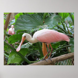 Poster d'oiseaux roses tropicaux