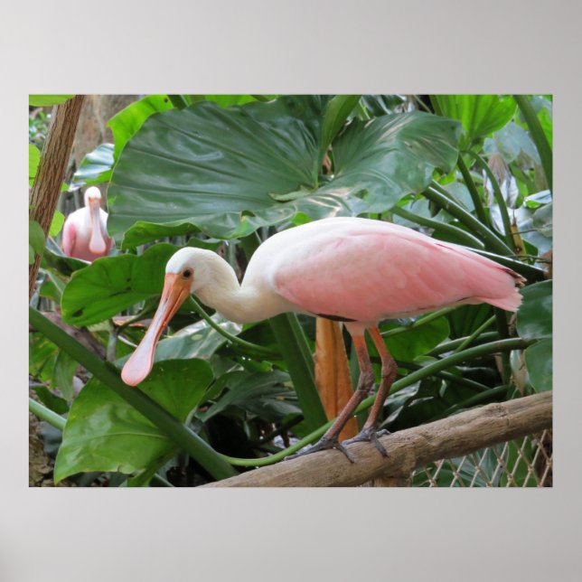 Poster d'oiseaux roses tropicaux (Devant)