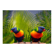 Poster d'oiseaux tropicaux