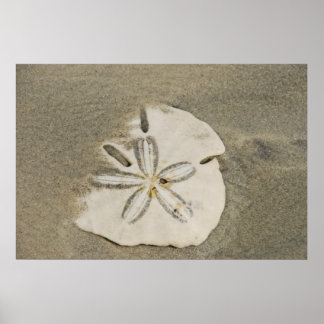 Poster Dollar de sable à l'affiche de plage