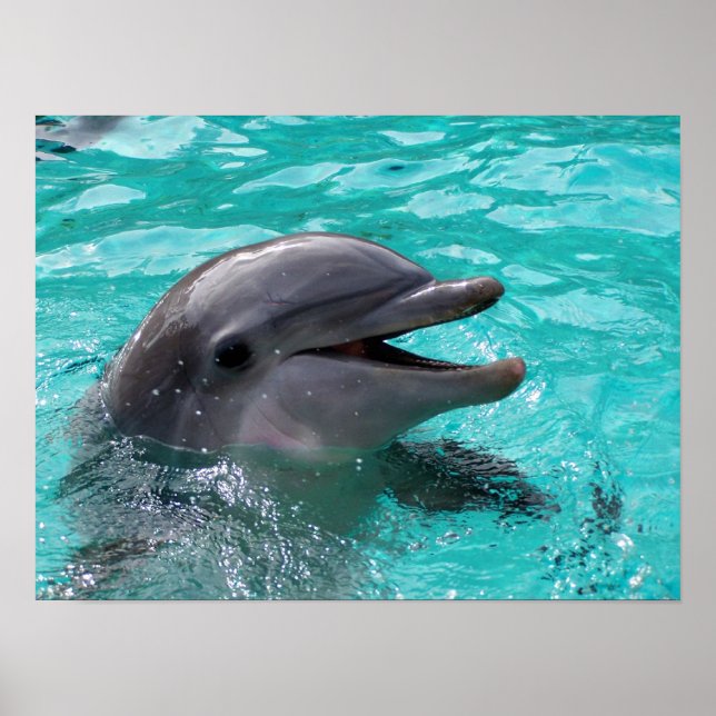 Poster Dolphin head in aquamarine water (Devant)