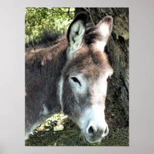 POSTER DONKEY