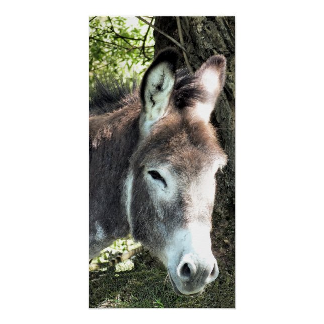 POSTER DONKEY (Devant)
