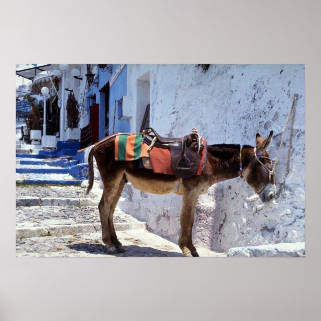 Poster Donkey, Fira Santorini, Grèce (Devant)