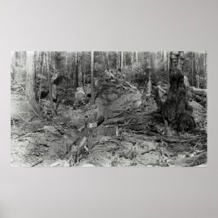 Poster DONKEY LOGGING a HILLSIDE c. 1880