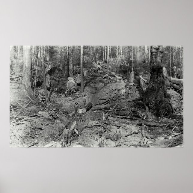 Poster DONKEY LOGGING a HILLSIDE c. 1880 (Devant)