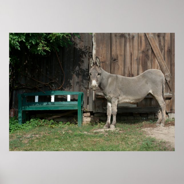 Poster Donkey Sucré Dans Le Jardin (Devant)