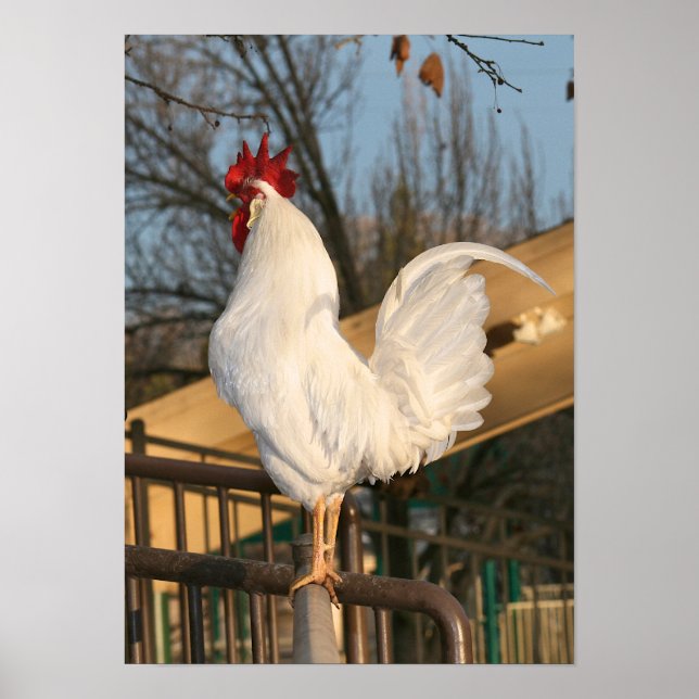 Poster "Doodle Do", Bantam Rooster (Devant)